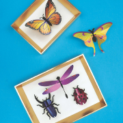 Kit de fabrication 5 Insectes Collection Mixte Violet Scarabées Papillons Assembli