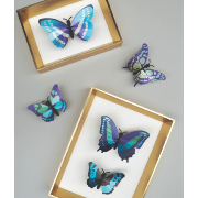 Kit de fabrication 5 Papillons Collection Butterfly Bleu Beetle Assembli