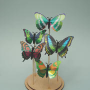 Kit de fabrication 5 Papillons Collection Butterfly Vert Beetle Assembli