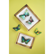 Kit de fabrication 5 Papillons Collection Butterfly Vert Beetle Assembli