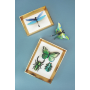 Kit de fabrication 5 Insectes Collection Mixte Vert Scarabées Papillons Assembli