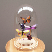 Kit de fabrication 5 Insectes Collection Mixte Violet Scarabées Papillons Assembli