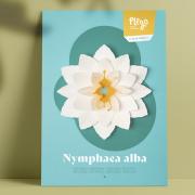 Kit Fleur Pop-up Nénuphar Blanc Papier prédécoupé A3 Plego